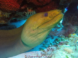 Green Moray by Jonathan Knauf 